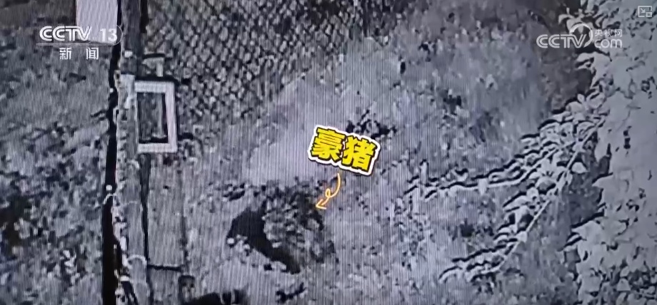 “培训”大熊猫母子、一虎带四崽、两虎打斗……惊喜现身彰显万物共生多姿多彩