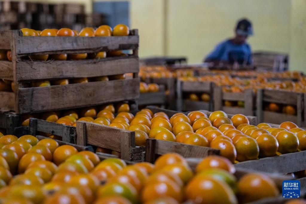 巴西迎来橙子收获季