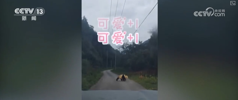 “培训”大熊猫母子、一虎带四崽、两虎打斗……惊喜现身彰显万物共生多姿多彩