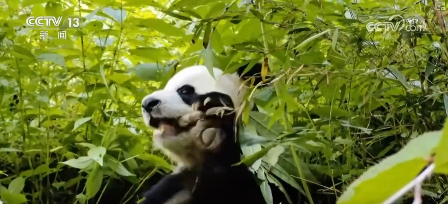 “培训”大熊猫母子、一虎带四崽、两虎打斗……惊喜现身彰显万物共生多姿多彩