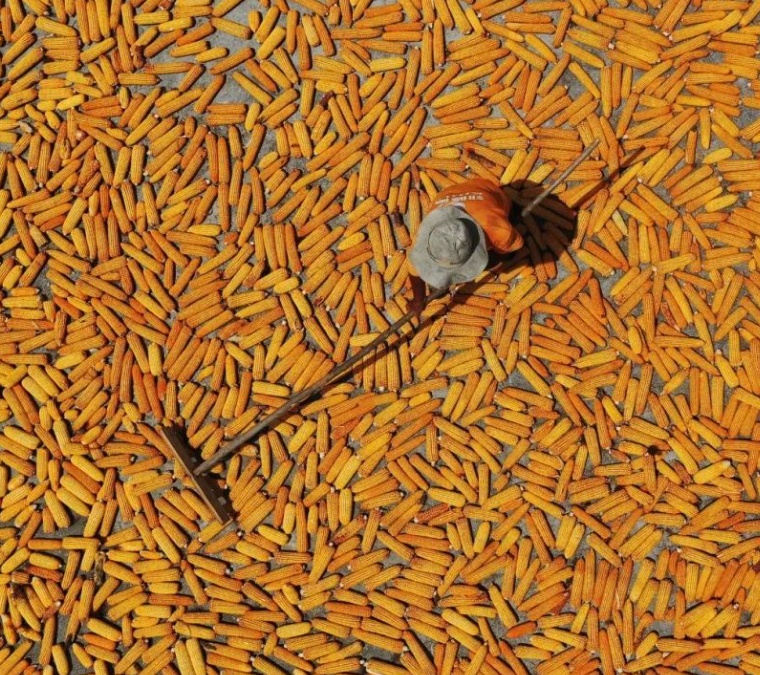 今日出伏|秋声已如许,残暑何足驱 今日出伏|秋声已如许,残暑何足驱