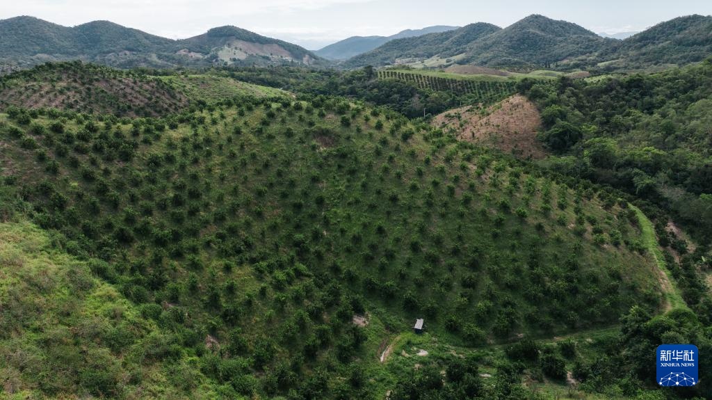 巴西迎来橙子收获季