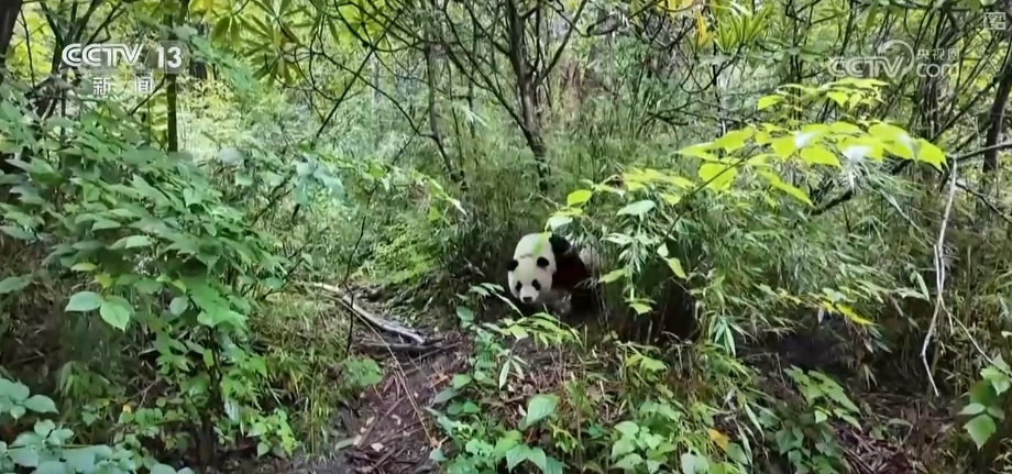 “培训”大熊猫母子、一虎带四崽、两虎打斗……惊喜现身彰显万物共生多姿多彩