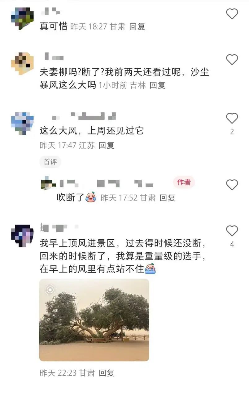 敦煌鸣沙山月牙泉景区“夫妻柳”离婚了，疑遭沙尘暴损毁！景区回应：属实