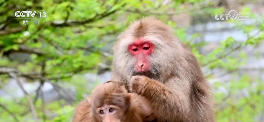 “培训”大熊猫母子、一虎带四崽、两虎打斗……惊喜现身彰显万物共生多姿多彩