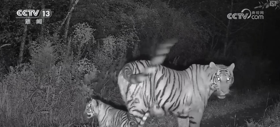 “培训”大熊猫母子、一虎带四崽、两虎打斗……惊喜现身彰显万物共生多姿多彩