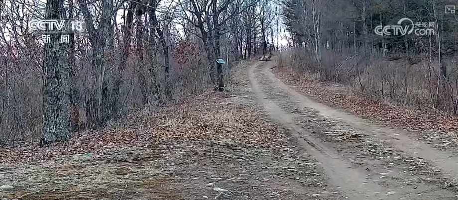 “培训”大熊猫母子、一虎带四崽、两虎打斗……惊喜现身彰显万物共生多姿多彩