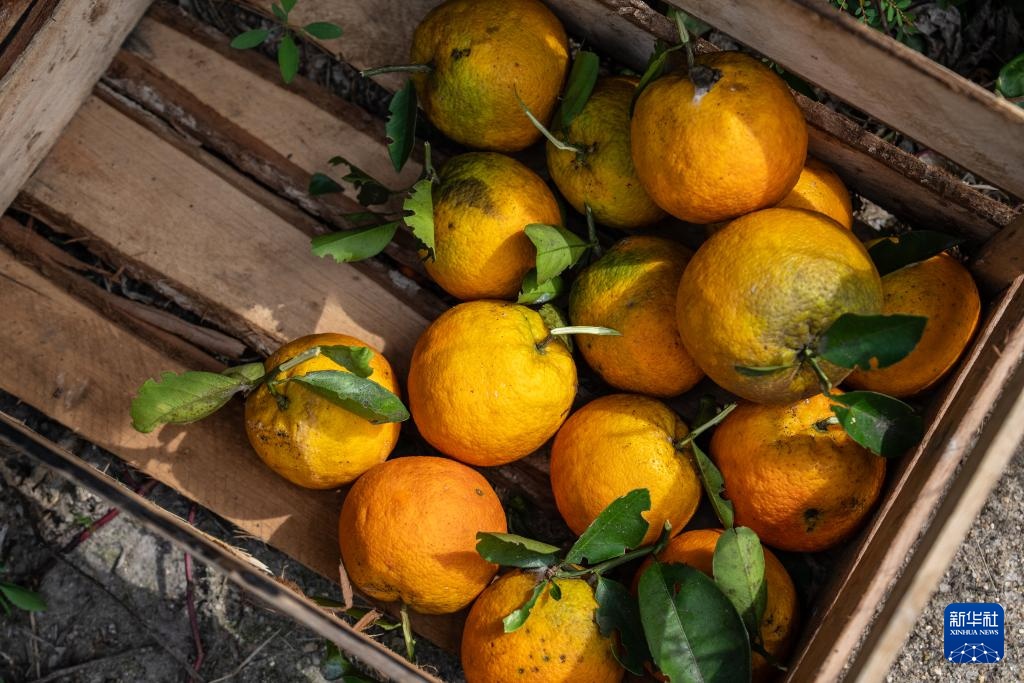 巴西迎来橙子收获季