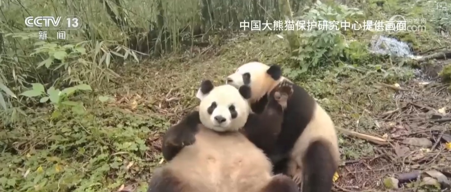 “培训”大熊猫母子、一虎带四崽、两虎打斗……惊喜现身彰显万物共生多姿多彩