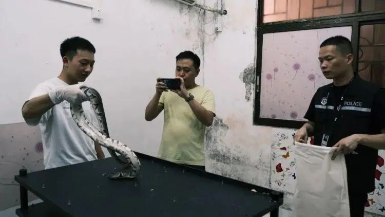 10名蟒蛇爱好者私自繁育野生动物：涉300多条蟒蛇，涉案金额3000多万元！已被抓获