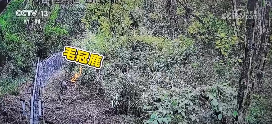 “培训”大熊猫母子、一虎带四崽、两虎打斗……惊喜现身彰显万物共生多姿多彩