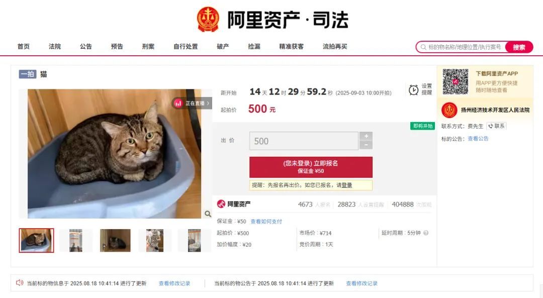 主人欠钱狸猫被法拍，引超4000人竞拍！猫咪的最终归宿在哪儿？律师解读——