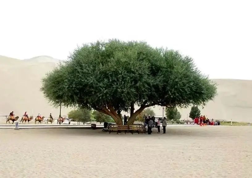 敦煌鸣沙山月牙泉景区“夫妻柳”离婚了，疑遭沙尘暴损毁！景区回应：属实