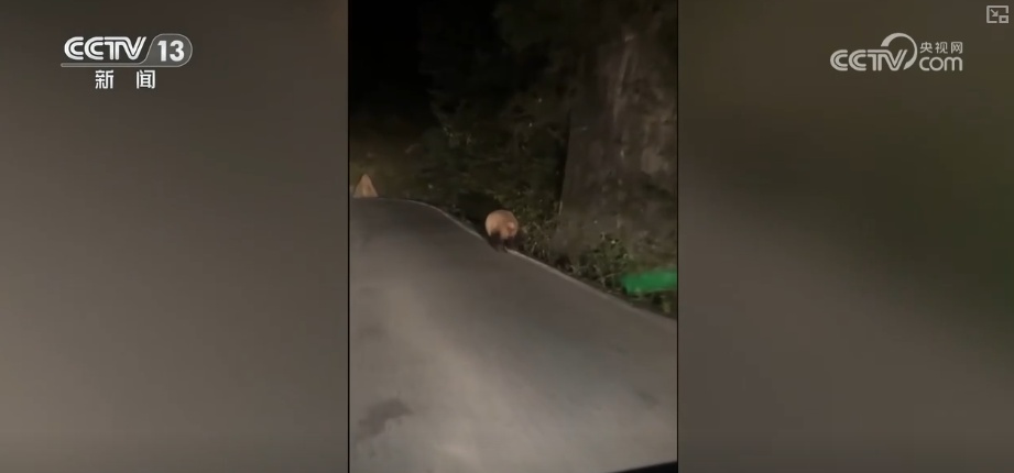 “培训”大熊猫母子、一虎带四崽、两虎打斗……惊喜现身彰显万物共生多姿多彩