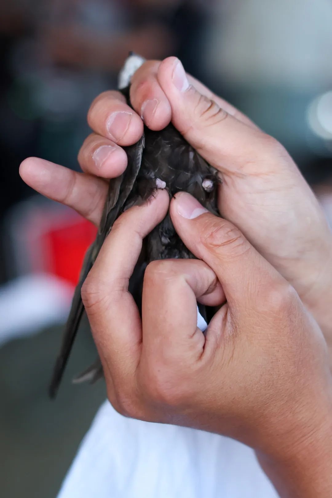 北京中轴线上的雨燕,真的永远不能落地吗? 北京中轴线上的雨燕,真的永远不能落地吗?