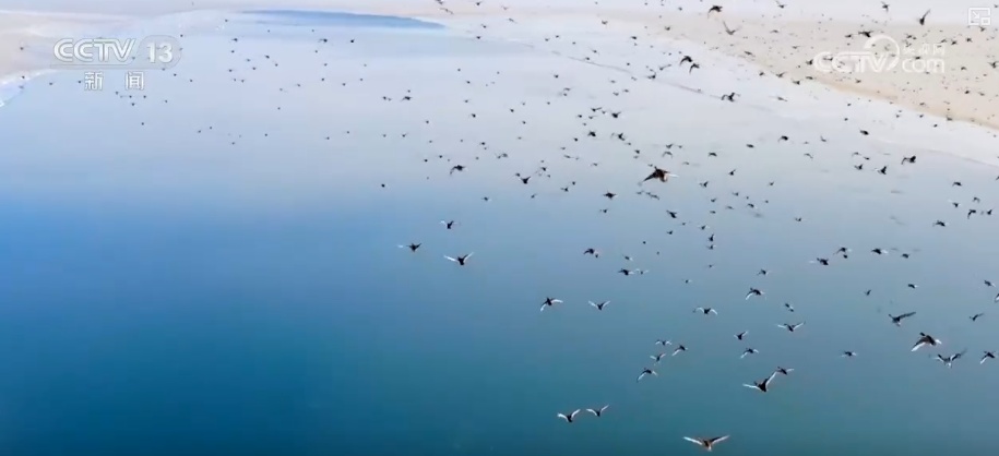 “培训”大熊猫母子、一虎带四崽、两虎打斗……惊喜现身彰显万物共生多姿多彩