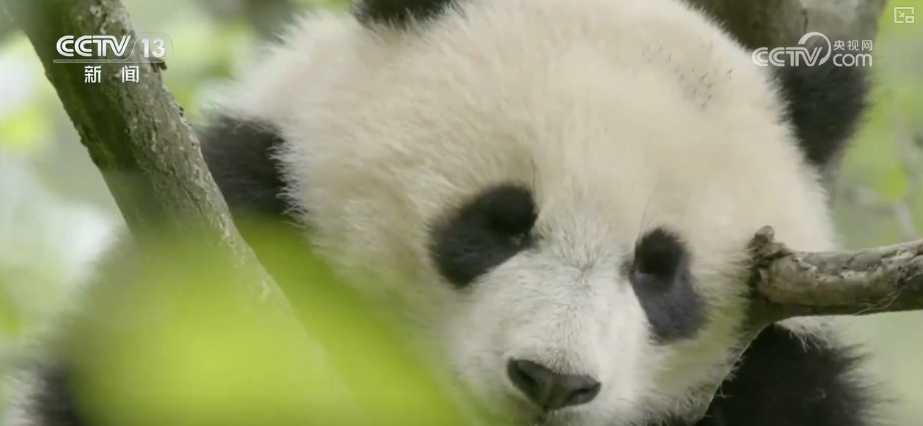 “培训”大熊猫母子、一虎带四崽、两虎打斗……惊喜现身彰显万物共生多姿多彩