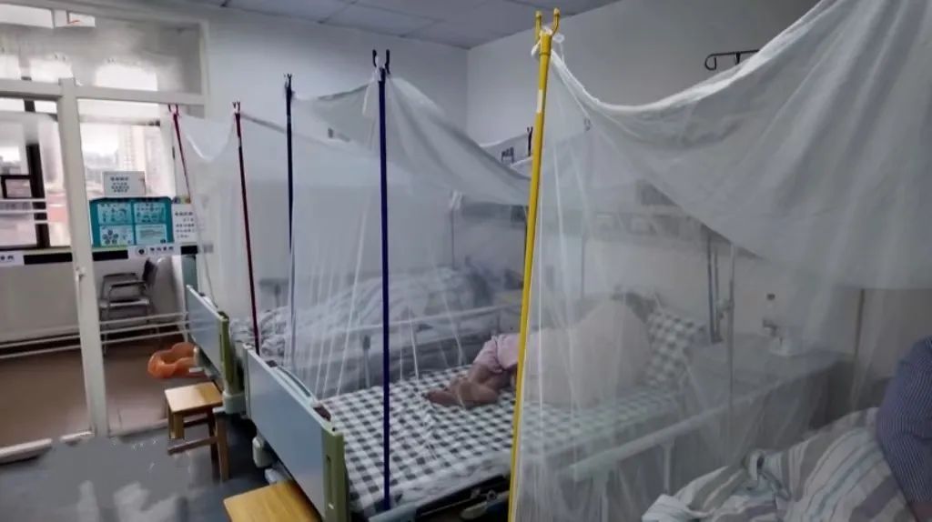 蚊子已产生抗药性？关于基孔肯雅热，专家解答