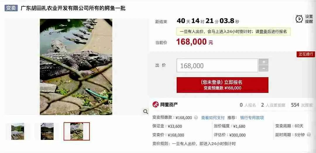 2500斤活鳄鱼被拍卖!法院:需“上门自提” 2500斤活鳄鱼被拍卖!法院:需“上门自提”