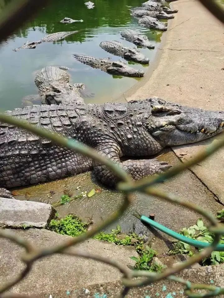 2500斤活鳄鱼被拍卖!法院:需“上门自提” 2500斤活鳄鱼被拍卖!法院:需“上门自提”