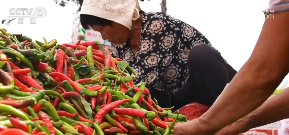 辣椒、海鲜、葡萄丰富百姓“菜篮子+果盘子” 产业振兴链接“大市场”