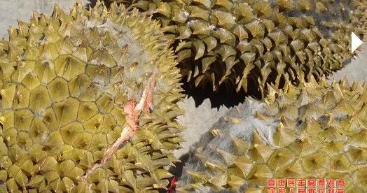 贵州女子线上买榴莲，到货均发霉开口？这个批发市场，10天前刚被曝光
