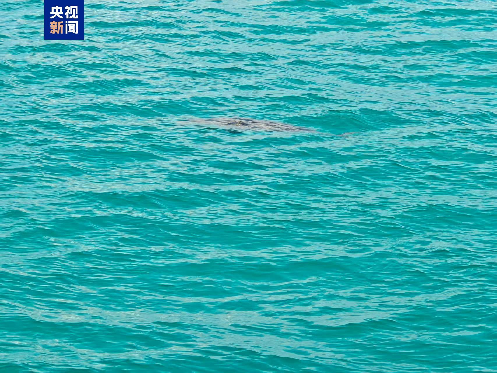 “美人鱼”现身南沙群岛 生态恢复 “大鱼”又回来了→ “美人鱼”现身南沙群岛 生态恢复 “大鱼”又回来了→