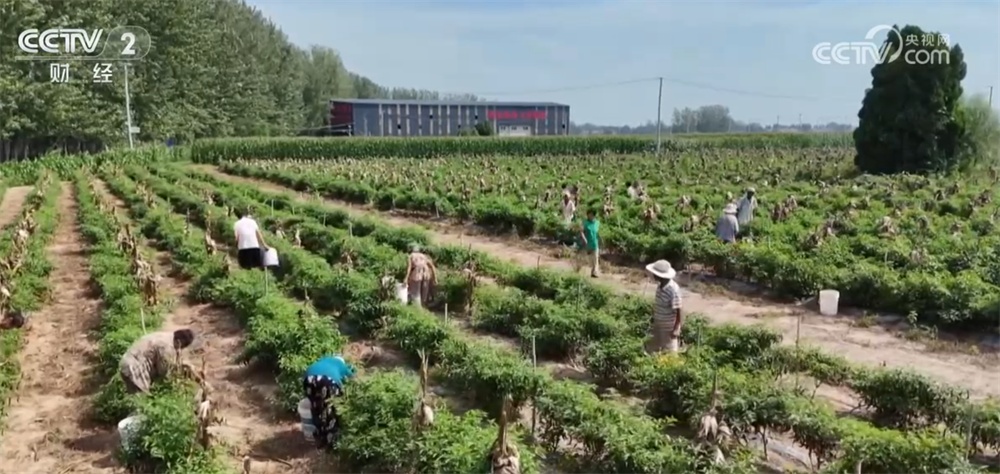 辣椒、海鲜、葡萄丰富百姓“菜篮子+果盘子” 产业振兴链接“大市场”