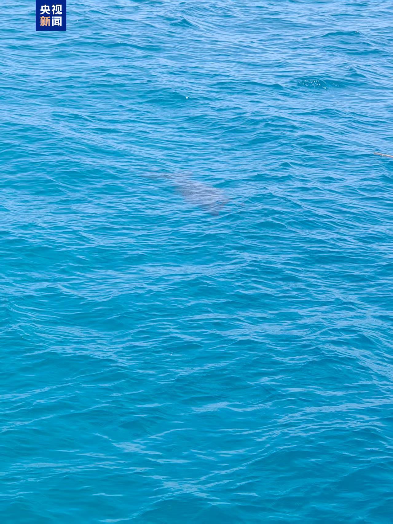 “美人鱼”现身南沙群岛 生态恢复 “大鱼”又回来了→ “美人鱼”现身南沙群岛 生态恢复 “大鱼”又回来了→