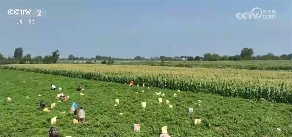 辣椒、海鲜、葡萄丰富百姓“菜篮子+果盘子” 产业振兴链接“大市场”