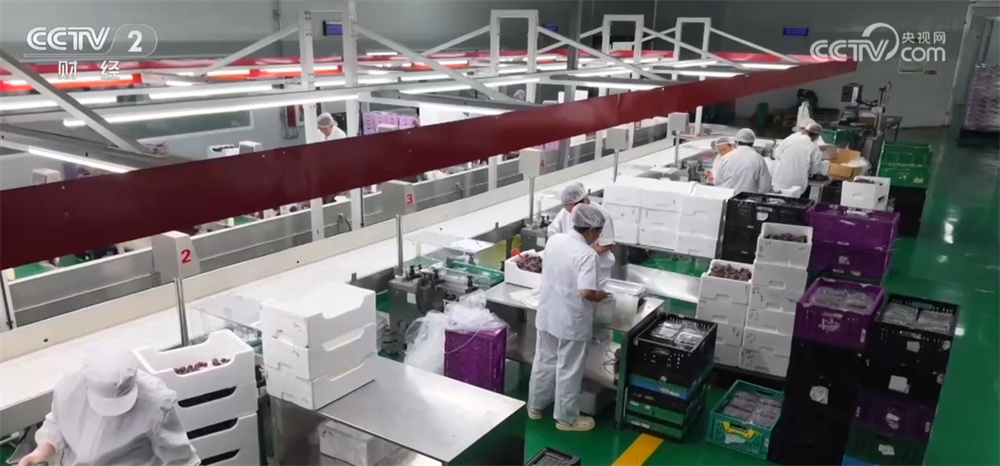 辣椒、海鲜、葡萄丰富百姓“菜篮子+果盘子” 产业振兴链接“大市场”