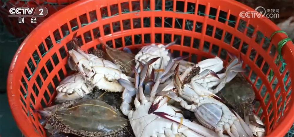 辣椒、海鲜、葡萄丰富百姓“菜篮子+果盘子” 产业振兴链接“大市场”