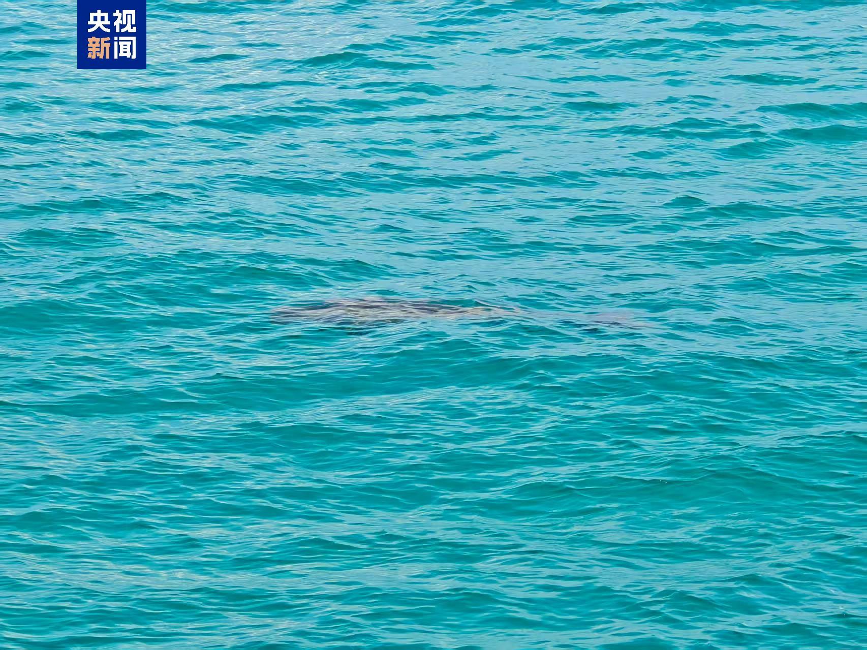 “美人鱼”现身南沙群岛 生态恢复 “大鱼”又回来了→ “美人鱼”现身南沙群岛 生态恢复 “大鱼”又回来了→