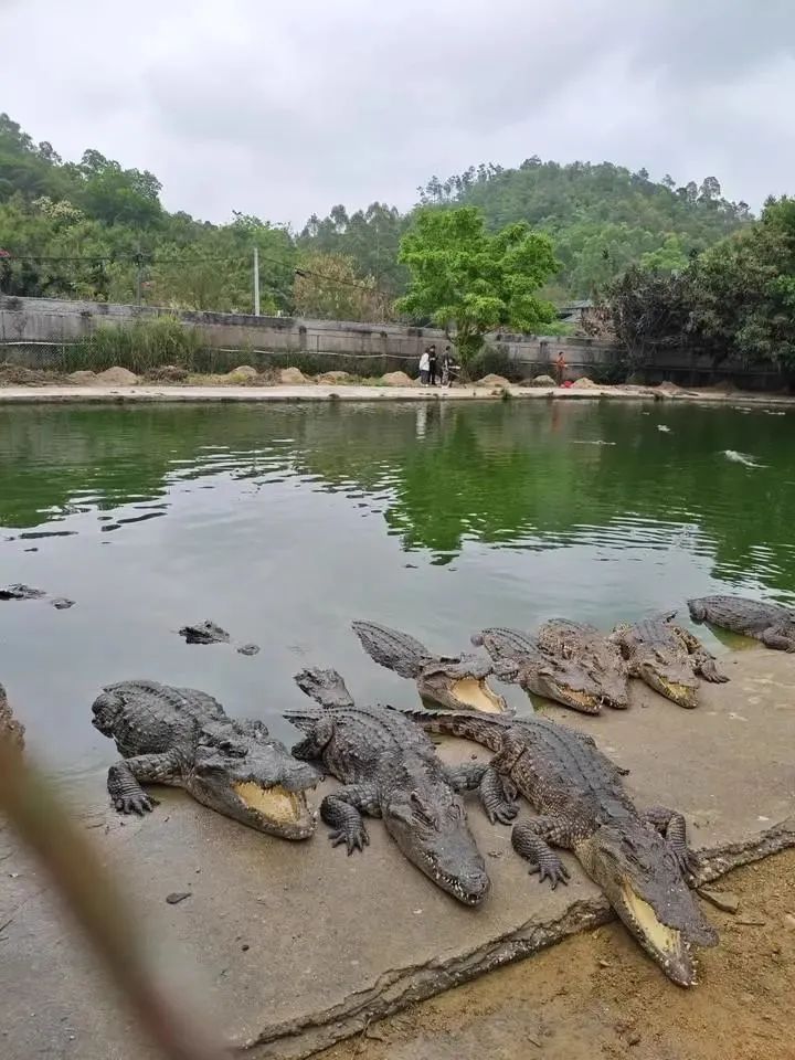 2500斤活鳄鱼被拍卖!法院:需“上门自提” 2500斤活鳄鱼被拍卖!法院:需“上门自提”