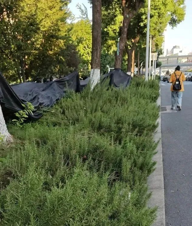 别吃、别摘！武汉街头大量出现