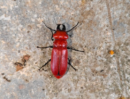 极为罕见！上饶婺源发现江西省新纪录物种“钳齿拟红芫菁”