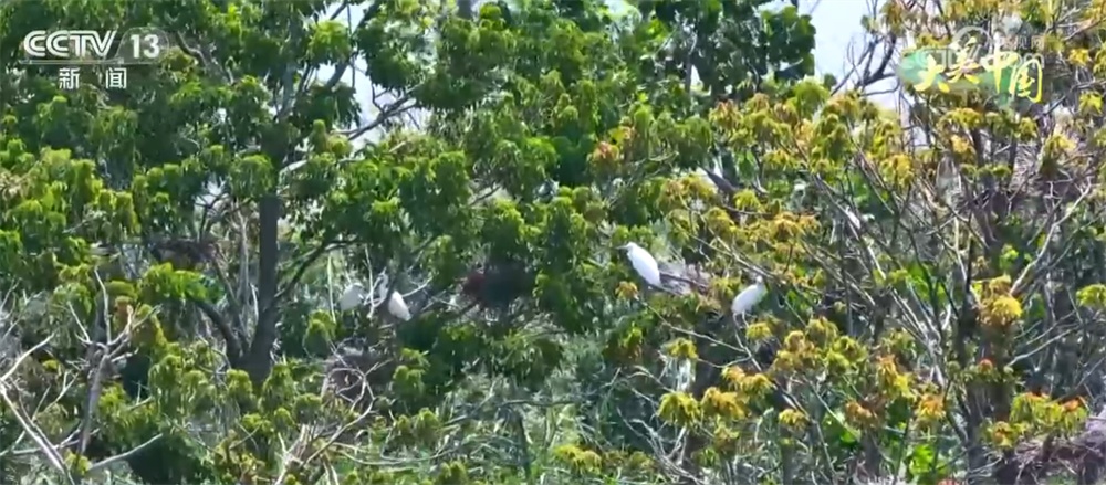 从“伤疤”到“财富”、从“砍”到“看” 绿水青山让百姓吃上“旅游饭” 从“伤疤”到“财富”、从“砍”到“看” 绿水青山让百姓吃上“旅游饭”