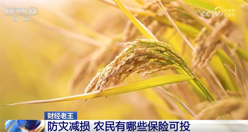 农业保险作为经济“减震器”效果显著 为灾后恢复生产添“底气” 农业保险作为经济“减震器”效果显著 为灾后恢复生产添“底气”