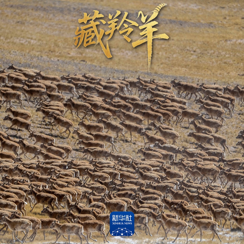 场面壮观！上万头藏羚羊结伴大迁徙