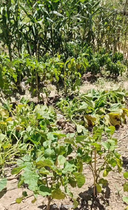 报复性喷洒农药致邻居一家身体不适 肇事女子被行拘12天