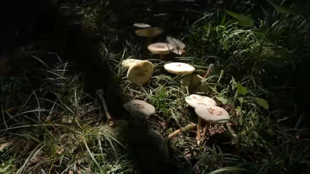 警惕！合肥已经发现