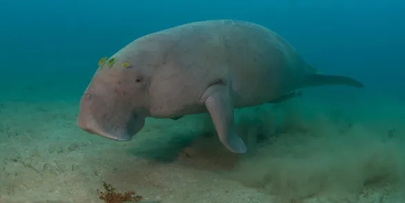 罕见！“美人鱼”惊现南沙群岛