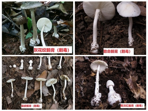 警惕！合肥已经发现