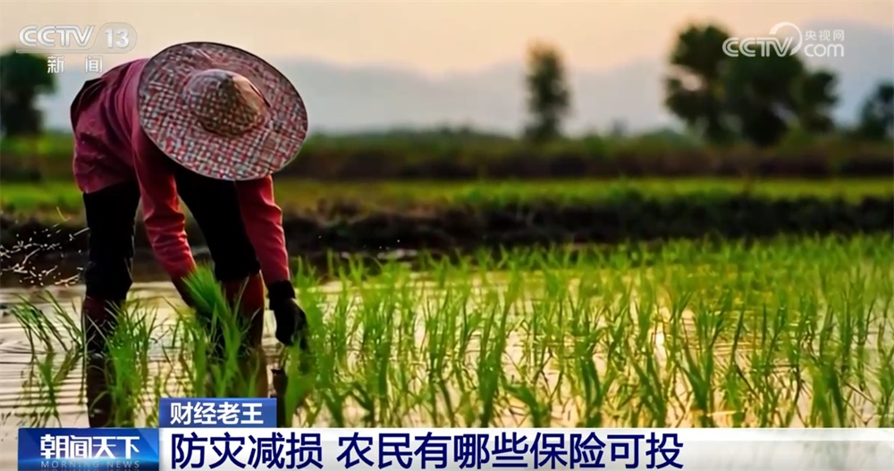 农业保险作为经济“减震器”效果显著 为灾后恢复生产添“底气” 农业保险作为经济“减震器”效果显著 为灾后恢复生产添“底气”