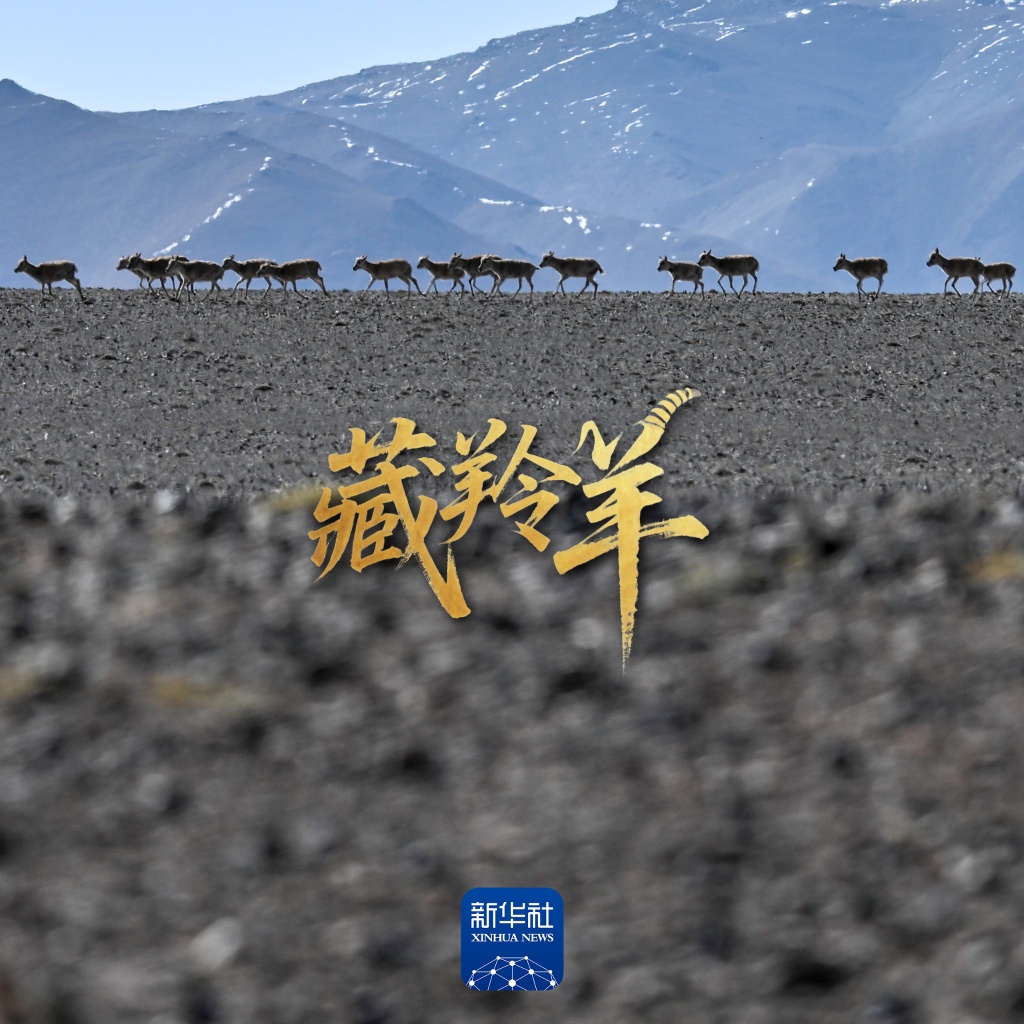 场面壮观！上万头藏羚羊结伴大迁徙