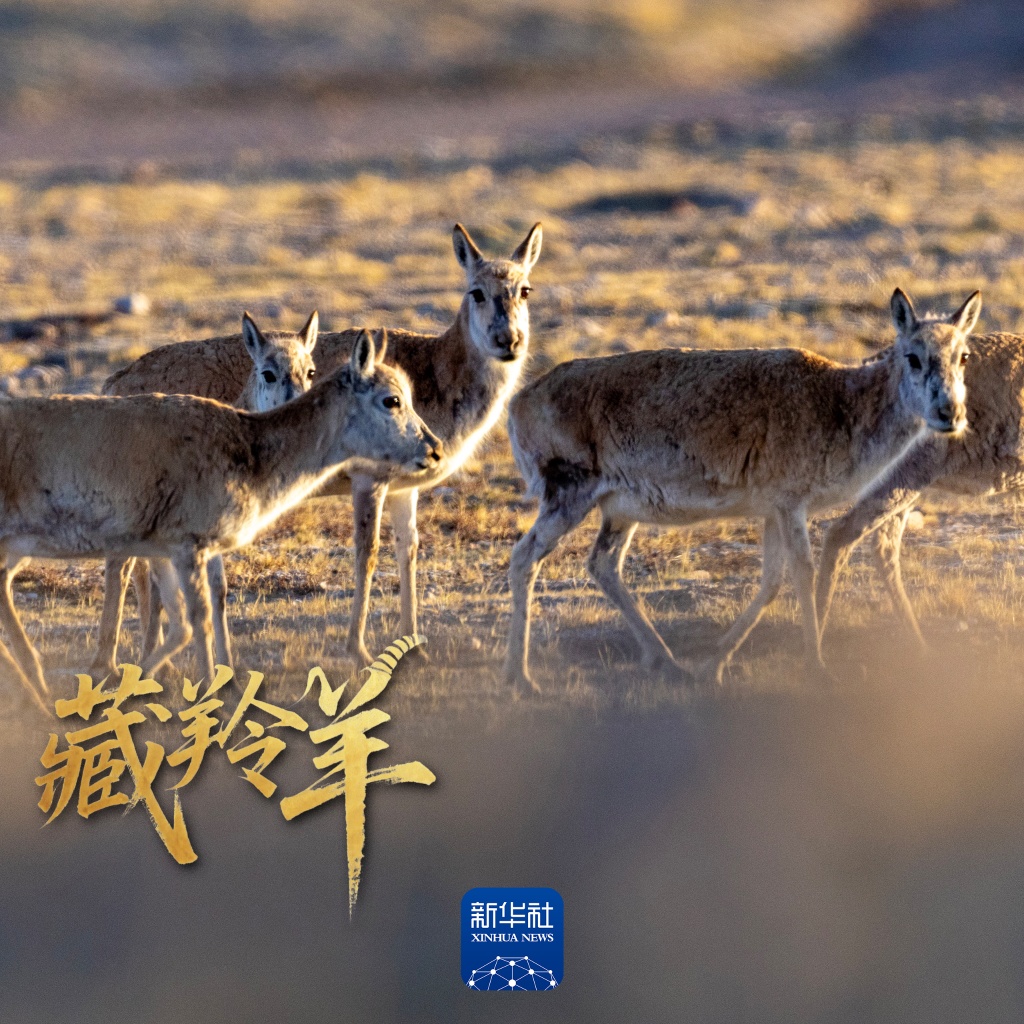 场面壮观！上万头藏羚羊结伴大迁徙