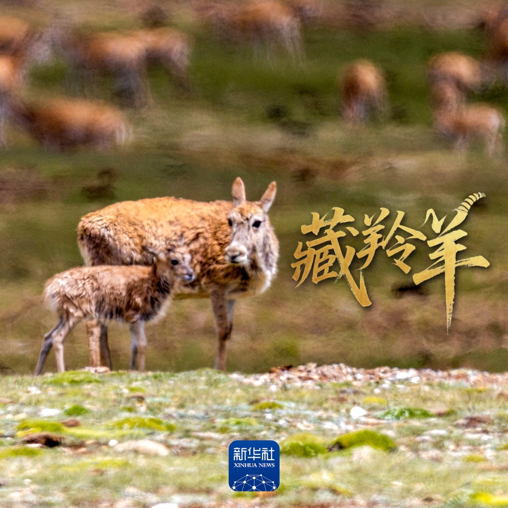 场面壮观！上万头藏羚羊结伴大迁徙