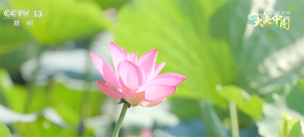 从“伤疤”到“财富”、从“砍”到“看” 绿水青山让百姓吃上“旅游饭” 从“伤疤”到“财富”、从“砍”到“看” 绿水青山让百姓吃上“旅游饭”