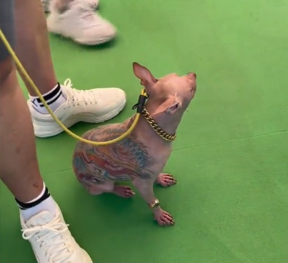 上海亚宠展一狗子文身“左青龙右白虎”惹人心疼，主办方：已限制入场