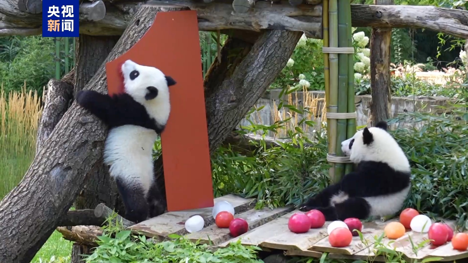 旅德大熊猫双胞胎“梦好”“梦甜”一岁啦! 旅德大熊猫双胞胎“梦好”“梦甜”一岁啦!